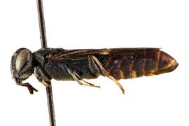  Kulcania mexicanus nbsp;male lateral habitus; photo by J. Orr, WSDA 
