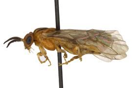   Neodiprion abietis  female lateral habitus; photo by Q. Baine, WSDA 

