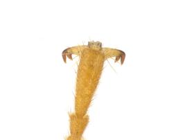   Neurotoma saltuum  tarsal claw; photo by J. Orr, WSDA 
