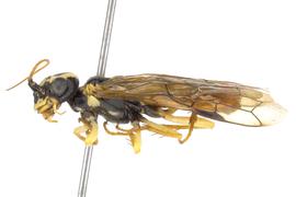   Oncholyda  sp. female lateral habitus; photo by J. Orr, WSDA 
