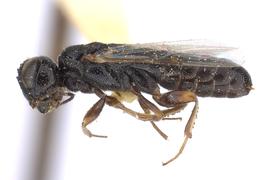   Ophrynon nbsp;sp. male lateral habitus; photo by J. Orr, WSDA 
