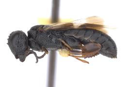   Ophrynopus nigricans nbsp;male lateral habitus; photo by J. Orr, WSDA 
