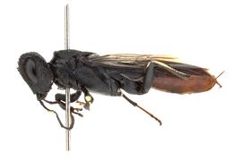   Orussus occidentalis nbsp;female lateral habitus; photo by J. Orr, WSDA 
