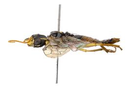   Pamphilius pacificus  male lateral habitus; photo by J. Orr, WSDA 
