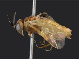   Periclista diluta nbsp;female lateral habitus; photo by J. Orr, WSDA 
