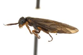   Pleroneura californica nbsp;female lateral habitus; photo by J. Orr, WSDA 
