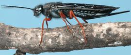  live  Sirex californicus  female, photo by H. Goulet, CNC 
