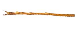   Sirex longicauda  tarsal pulvillus; photo by H. Goulet, CNC 
