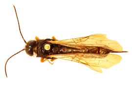  Sirex cyaneus  female dorsal habitus; photo by J. Orr, WSDA 
