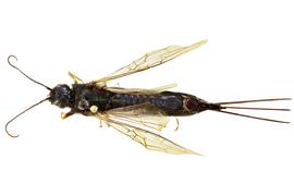   Sirex longicauda  female dorsal habitus; photo by J. Orr, WSDA 
