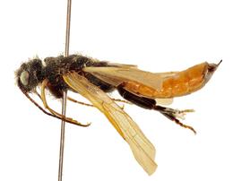   Sirex nitobei  male lateral habitus; photo by J. Orr, WSDA 
