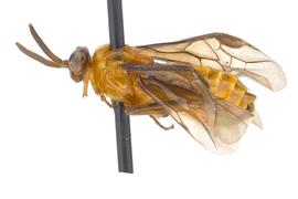   Sphacophilus  sp. female lateral habitus; photo by J. Orr, WSDA 
