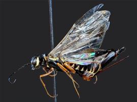   Syntexis libocedrii  female lateral habitus; photo by J. Orr, WSDA 
