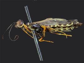   Syntexis libocedriinbsp; male lateral habitus; photo by J. Orr, WSDA 
