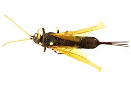   Urocerus californicus  female dorsal habitus; photo by J. Orr, WSDA 
