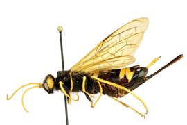   Urocerus flavicornis  female lateral habitus; photo by J. Orr, WSDA 

