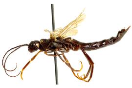   Xeris  sp. male lateral habitus; photo by J. Orr, WSDA 
