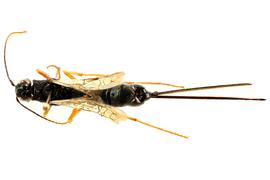  Xeris caudatus  female dorsal habitus; photo by J. Orr, WSDA 
