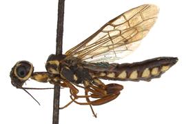   Xiphydria mellipes  male lateral habitus; photo by J. Orr, WSDA 
