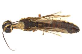  Xiphydia mellipes  male dorsal habitus; photo by J. Orr, WSDA 
