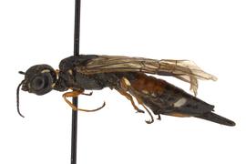   Xiphydria prolongata  female lateral habitus; photo by Q. Baine, WSDA 
