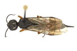   Xiphydria prolongata  female dorsal habitus; photo by J. Orr, WSDA 
