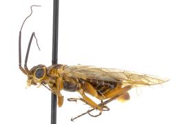   Xyelecia nearctica nbsp;female lateral habitus; photo by J. Orr, WSDA 
