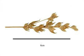  Fruits:   Axyris amaranthoides ; Photo by R. Gibbons, USDA APHIS PPQ, Kirkbride et al. (2006)