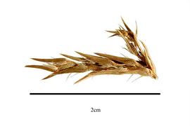  Fruits:   Polycemum majus ; Photo by R. Gibbons, USDA APHIS PPQ, Kirkbride et al. (2006)
