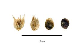  Fruit, seeds:   Polycemum majus ; Photo by R. Gibbons, USDA APHIS PPQ, Kirkbride et al. (2006)