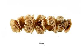  Fruits:   Sarcocornia pacifica ; Photo by R. Gibbons, USDA APHIS PPQ, Kirkbride et al. (2006)