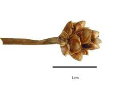   Infructescence:   Xyris pauciflora;nbsp; Photo by R. Gibbons, USDA APHIS PPQ, Kirkbride et al. (2006) 
