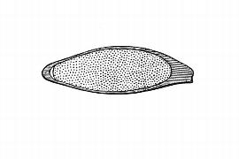   Embryo:   Xyris indica;nbsp; Illustration by K. Parker, Kirkbride et al. (2006) 

