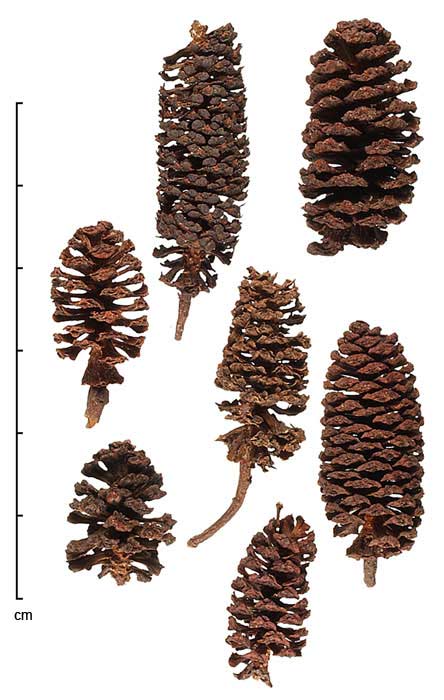 Alnus nitida fruits