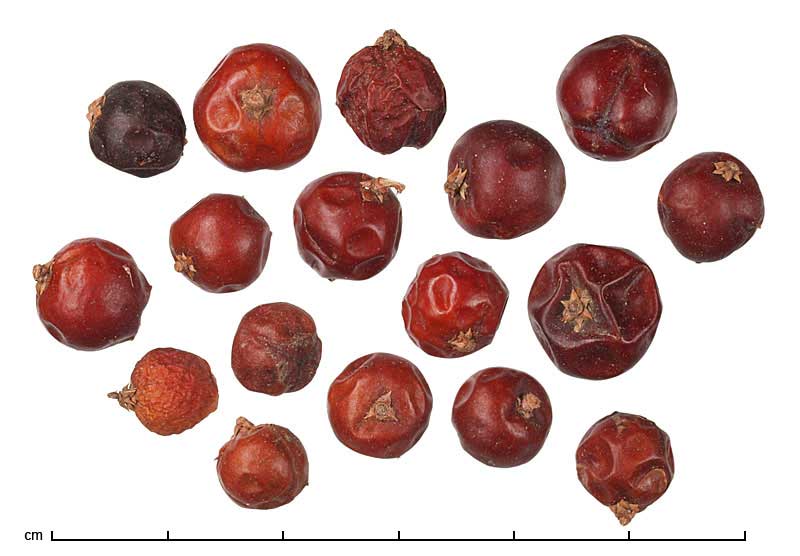 Antidesma bunius fruits