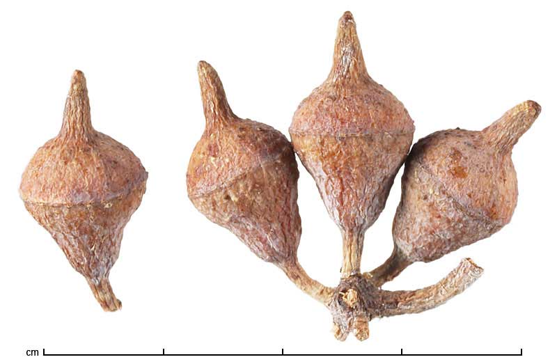 Eucalyptus woodwardii flower buds