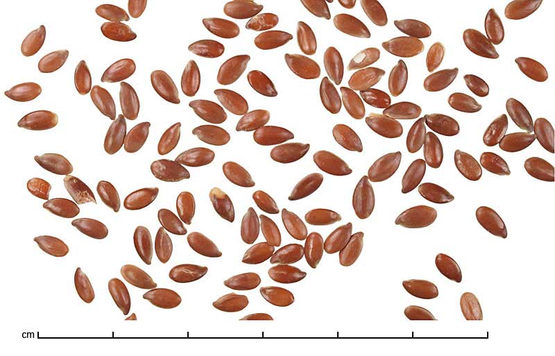 Linum usitatissimum seeds
