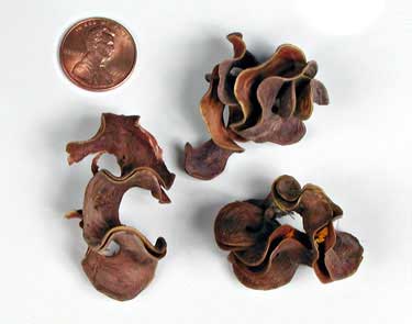 Acacia auriculiformis fruits