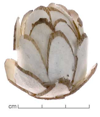 Aeschynomene aspera stem slices formed into a flower