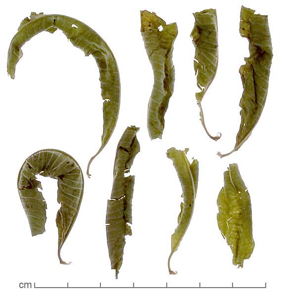 Aloysia citriodora leaves