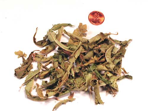 Aloysia citriodora leaves
