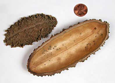 Amphilophium aschersonii fruits