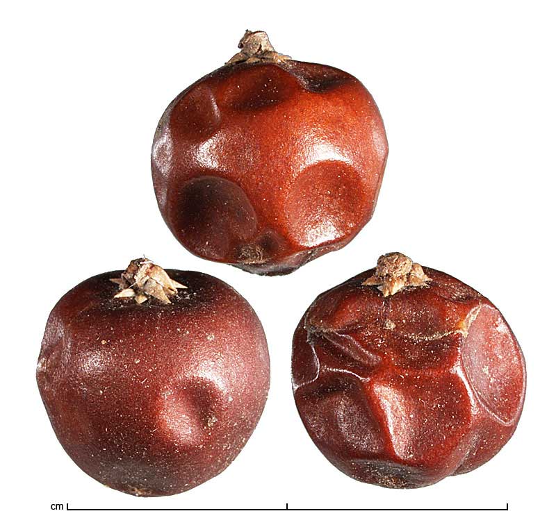 Antidesma bunius fruits
