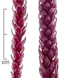 Araucaria cunninghamii branchlets