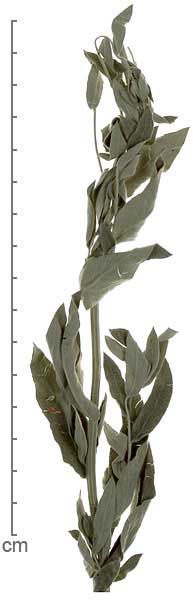Artemisia ludoviciana leafy branch