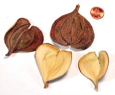 Aspidosperma cuspa fruits