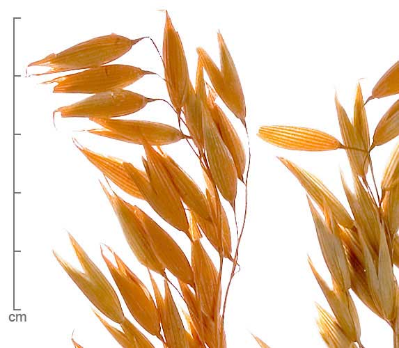 Avena sativa fruiting inflorescence