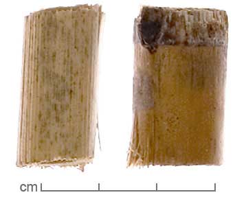 Bambusa bambos stem pieces