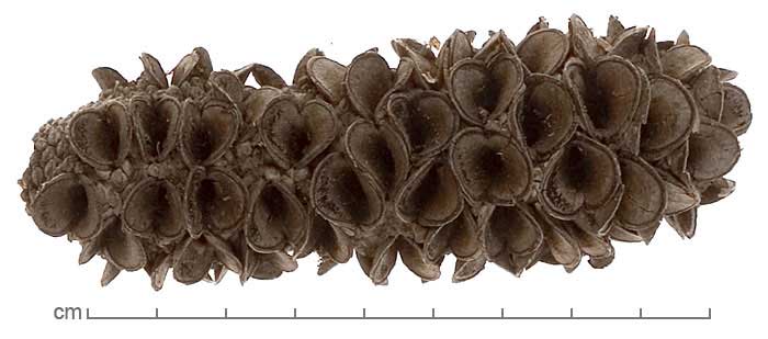 Banksia integrifolia fruit