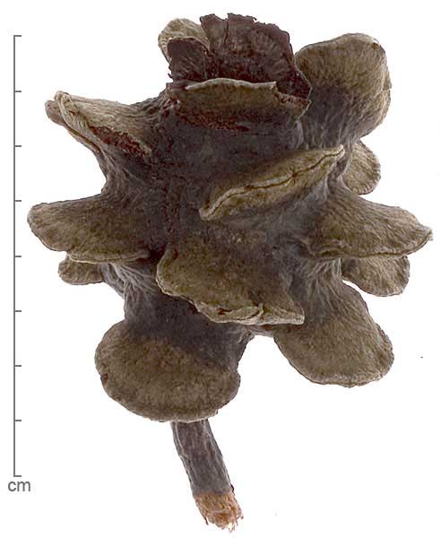 Banksia laricina fruit